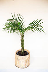Rhaphidophora tenuis "regular form"